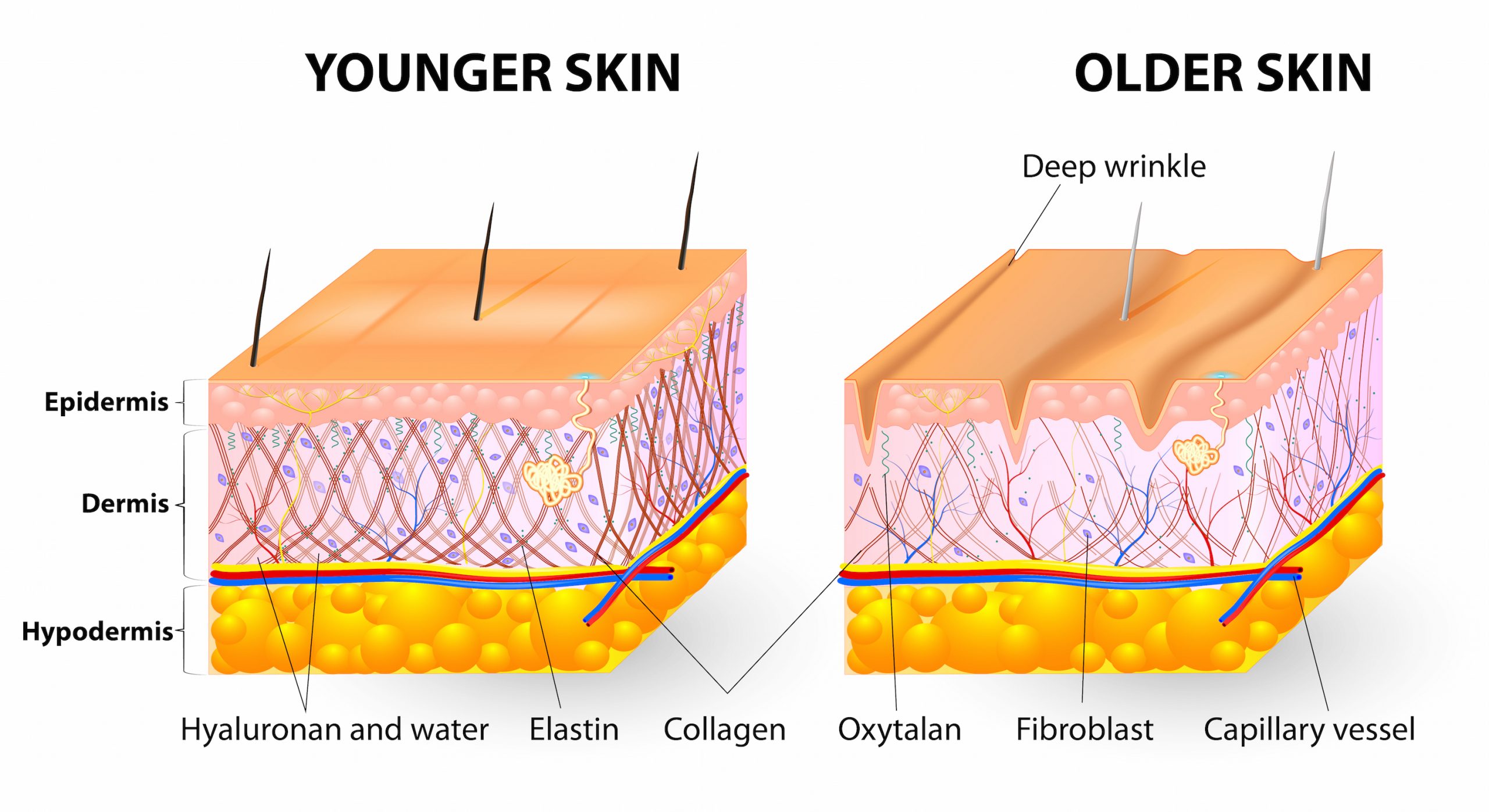 Collagen đóng vai trò là người gắn kết các tế bào
