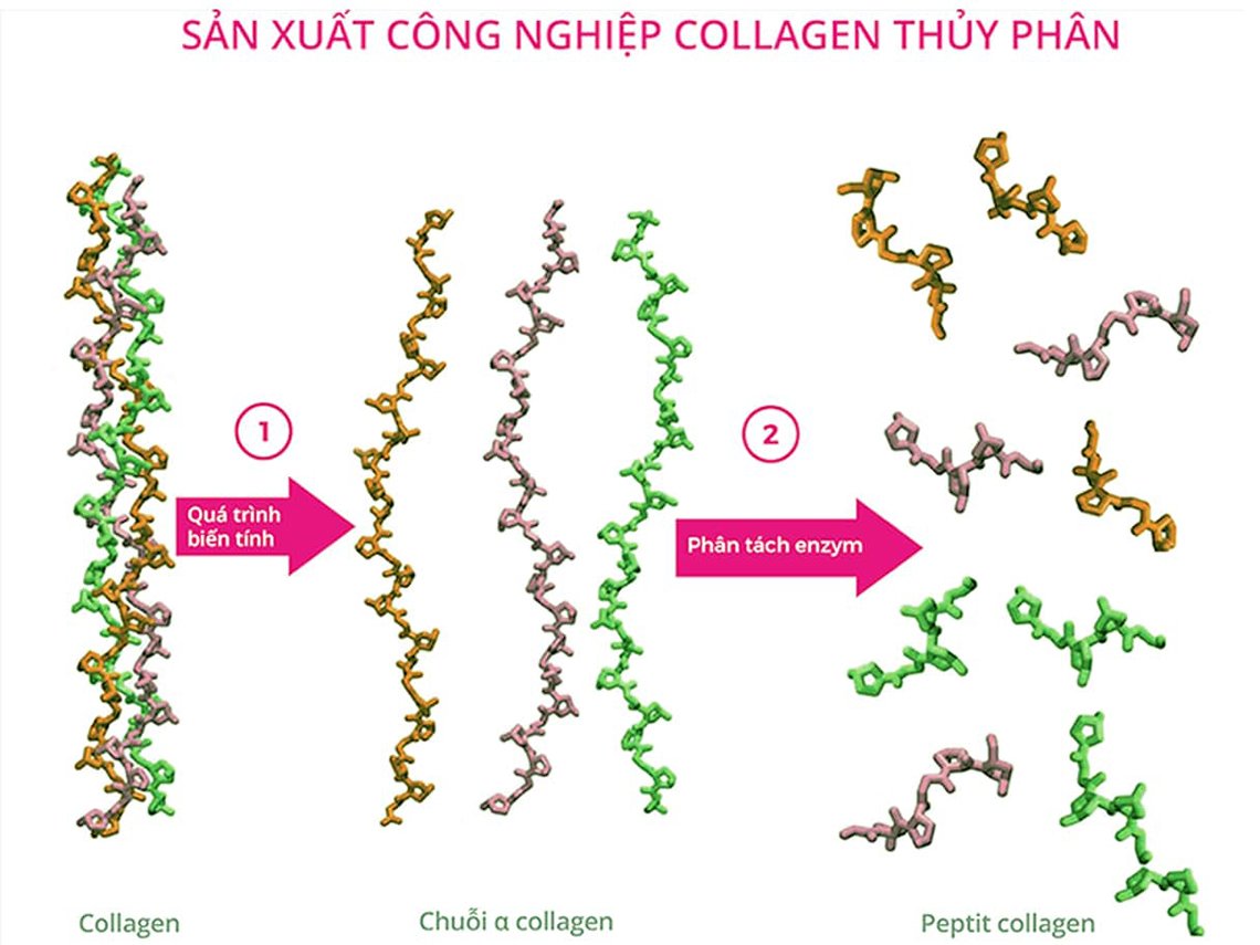 Quy trình sản xuất collagen thuỷ phân rất phức tạp